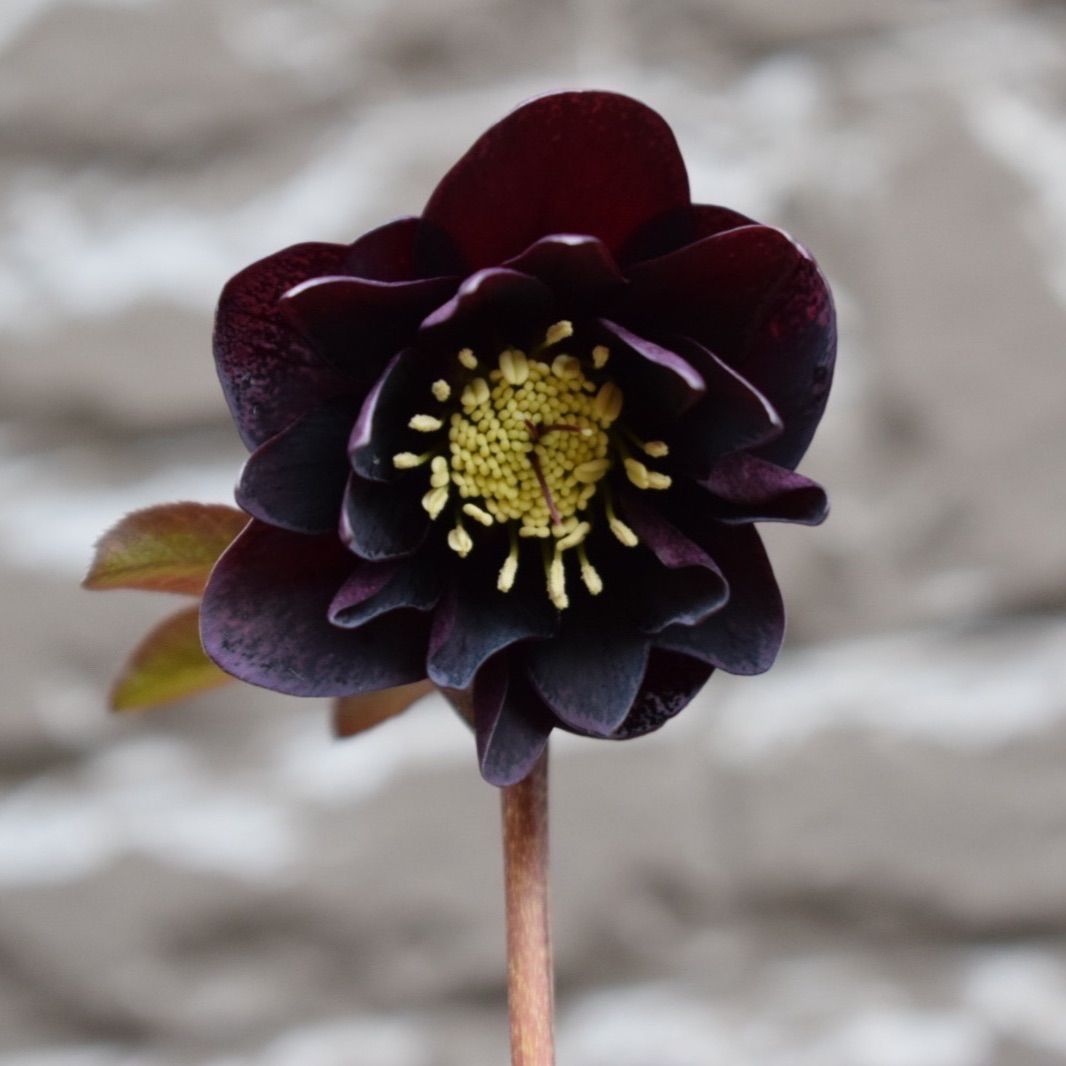 クリスマスローズ 開花株 DD小輪ブラック 【公式通販】