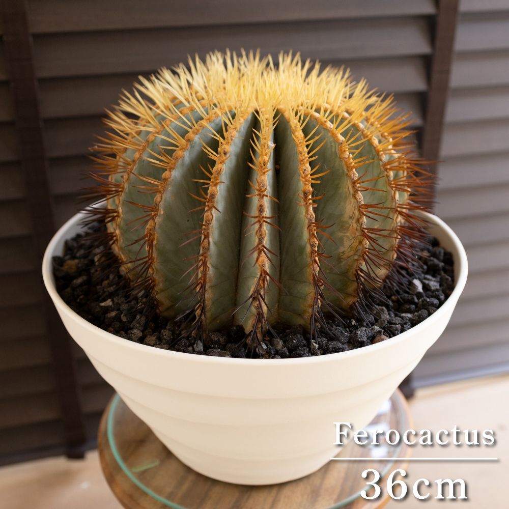 サボテン鉢 植木鉢 多肉植物鉢 セメント製 北欧 底に水抜き穴あり 北欧 シンプル トレイ付き 大型 クリエイティブ 落地 園芸用品 大口径 鉢植え 花 ADSNS] セメント製 サボテン鉢 植木鉢 多肉植物鉢 北欧 長方形 100*40