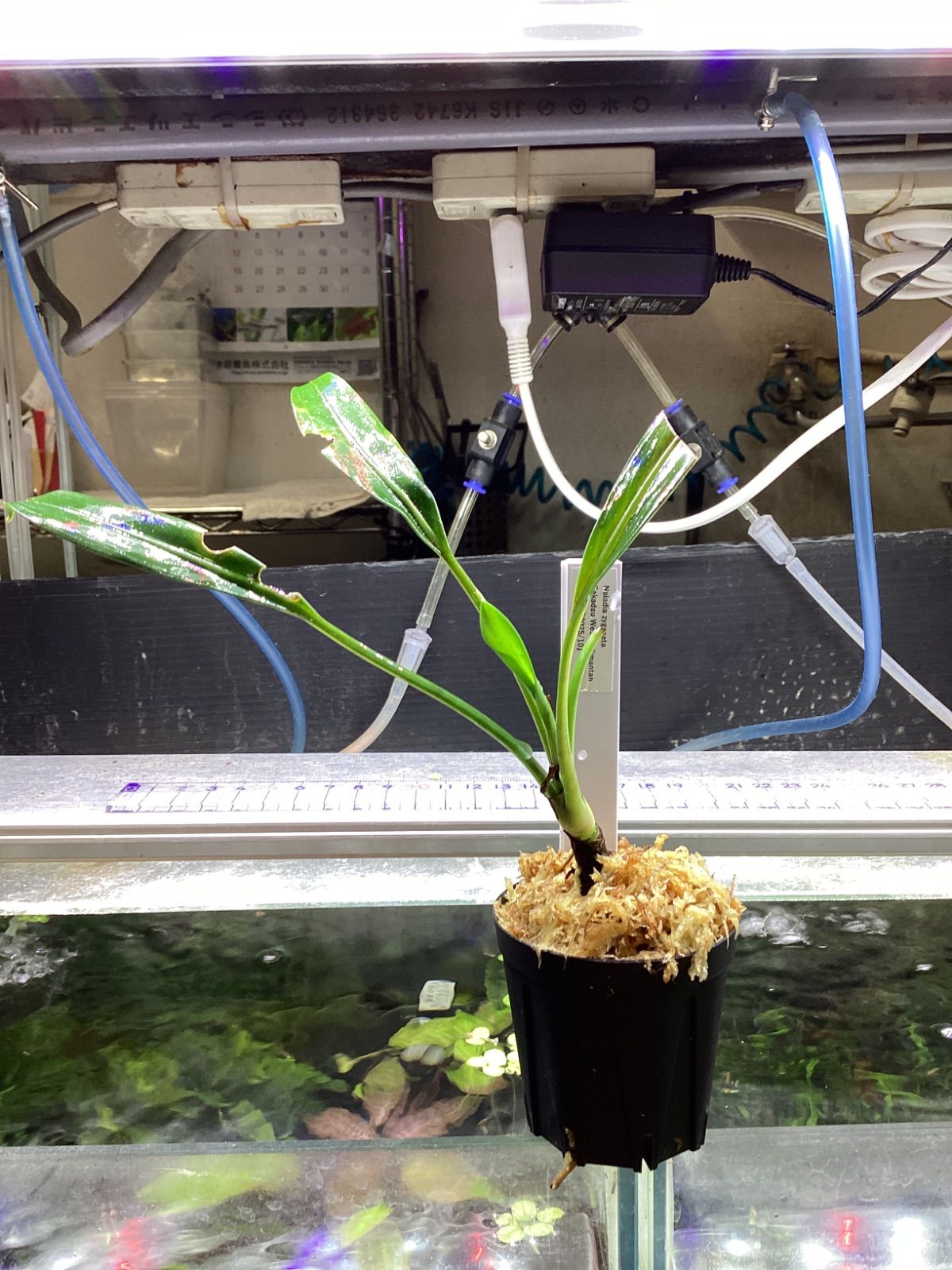 Naiadia zygoseta Sekadau West Kalimantan