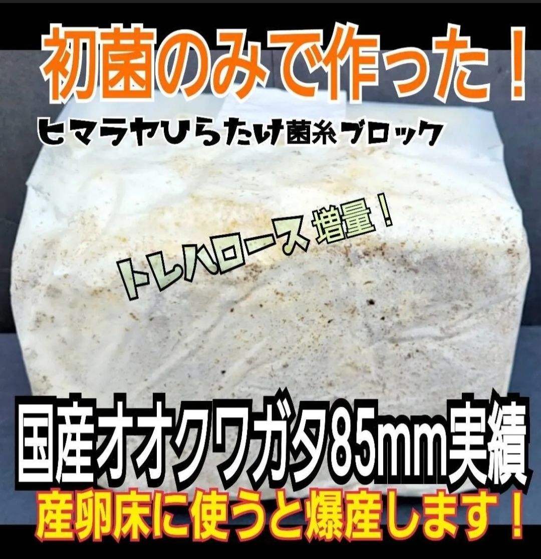 上 初菌で作成 ヒマラヤひらたけ菌糸ブロック 8個セット トレハロース ローヤルゼリー キトサン強化配合 オオクワガタ ヒラタ ニジイロ ノコギリに抜群 産卵床に使うと爆産します