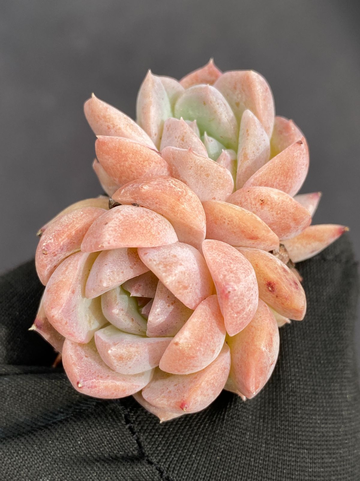 K*h様 B365 センセーション 105苗 多肉植物 土根付き エケベリア 韓 新発売