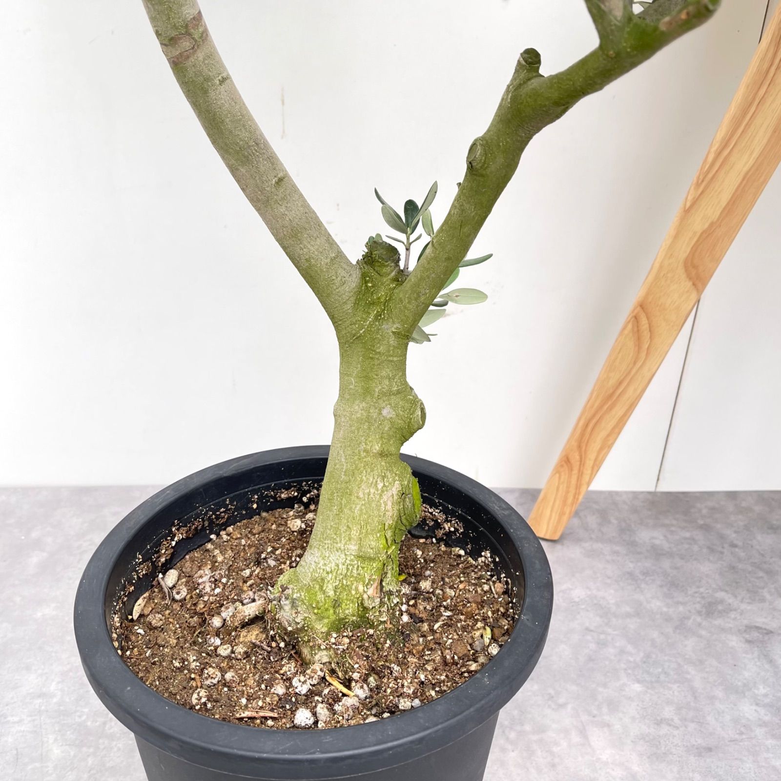 現品 観葉植物