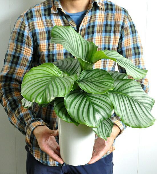 Calathea orbifolia