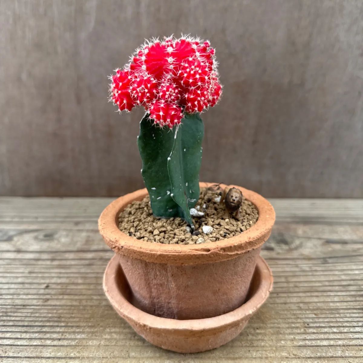 緋牡丹 鉢植え 赤色 ライオン Gymnocalycium サボテン科