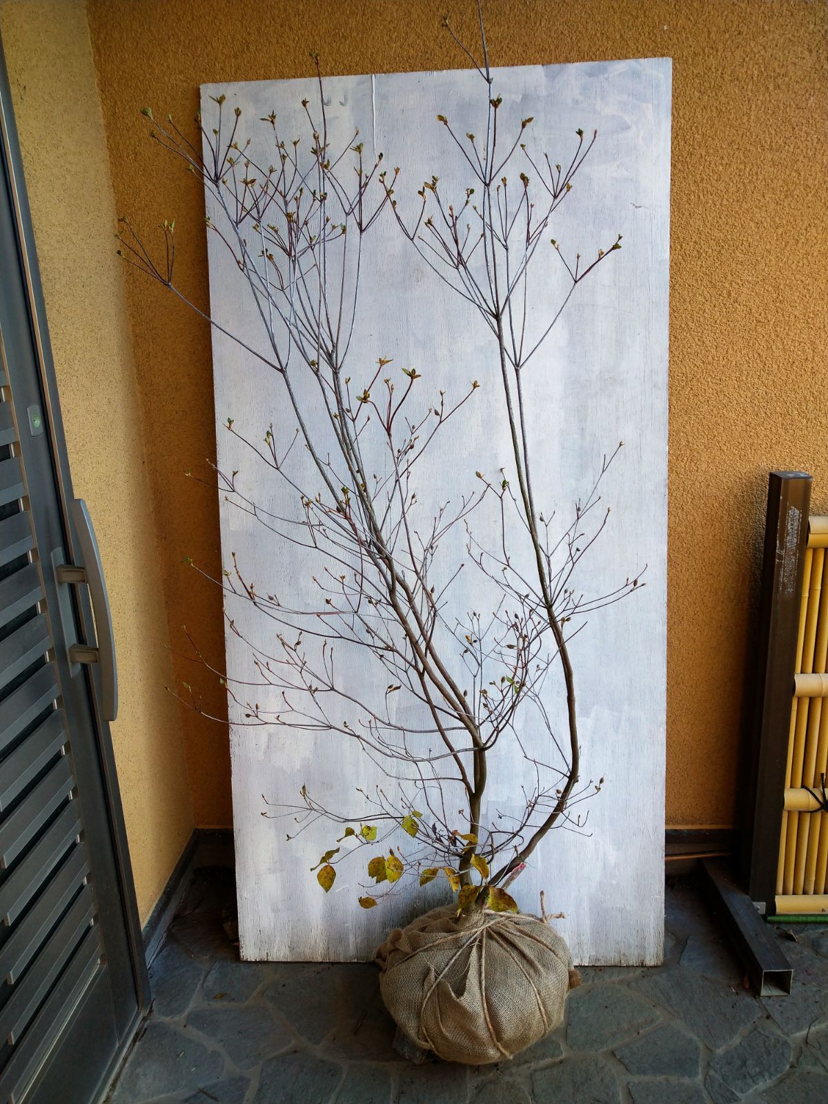 ミツバツツジツツジ白花