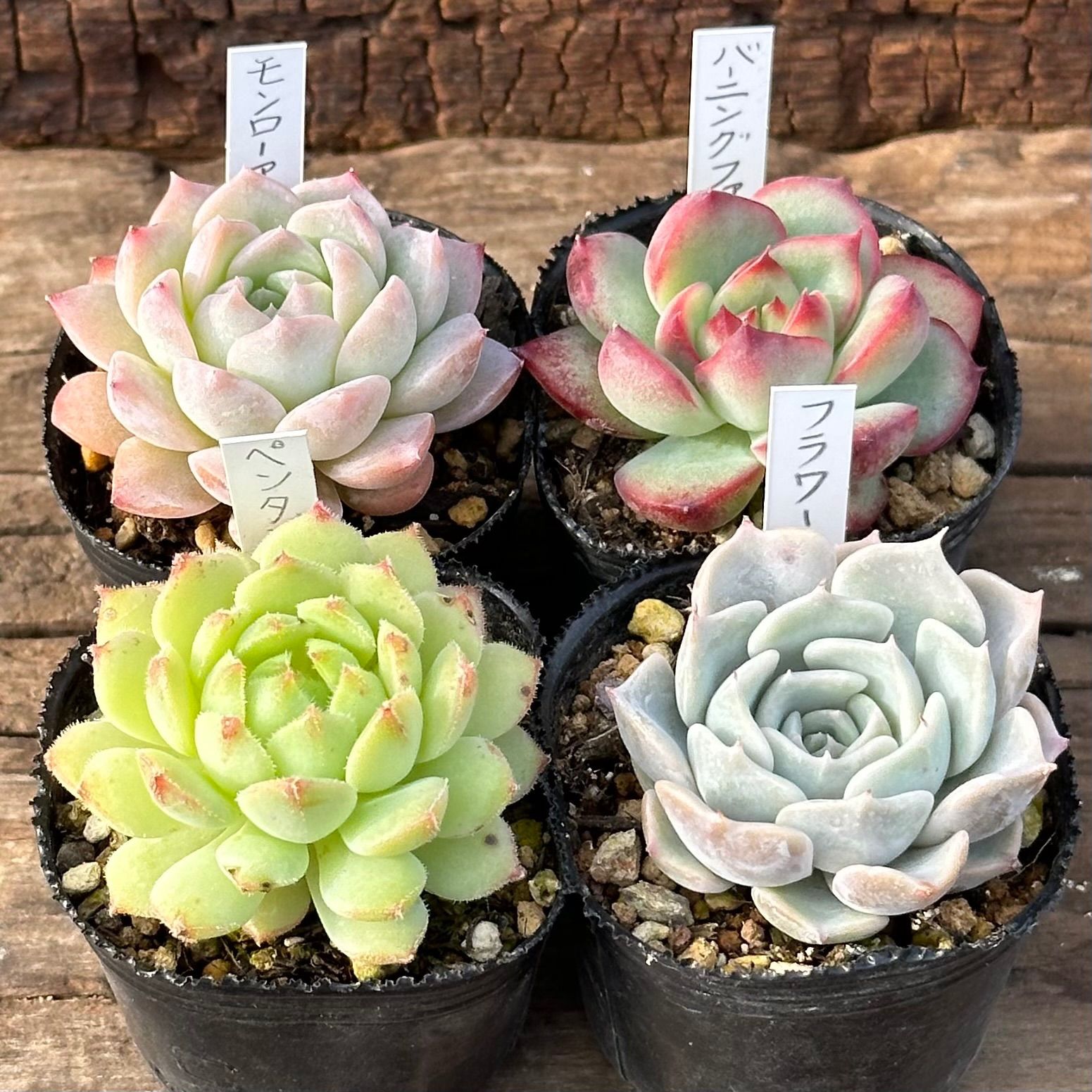 helbzeit　メルカリ便　多肉植物 11-4】多肉植物4点セット（現品限り） - メルカリ