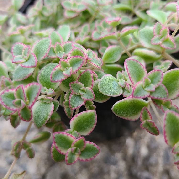 多肉植物 クラッスラ リトルミッシー カット苗 - メルカリ 多肉植物 クラッスラ リトルミッシー カット苗 - メルカリ