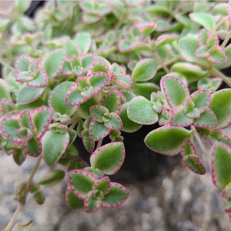 多肉植物 クラッスラ リトルミッシー カット苗 - メルカリ