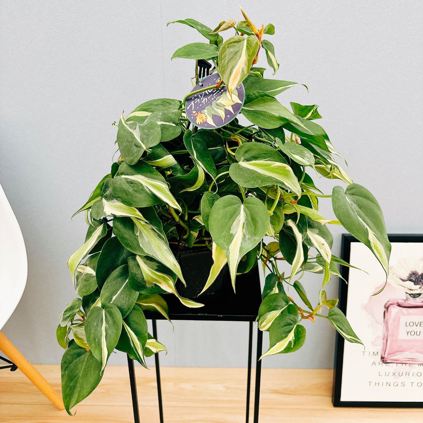 オリーブ：セントキャサリン 8号鉢植え* の通販 | 園芸ネット ［現品