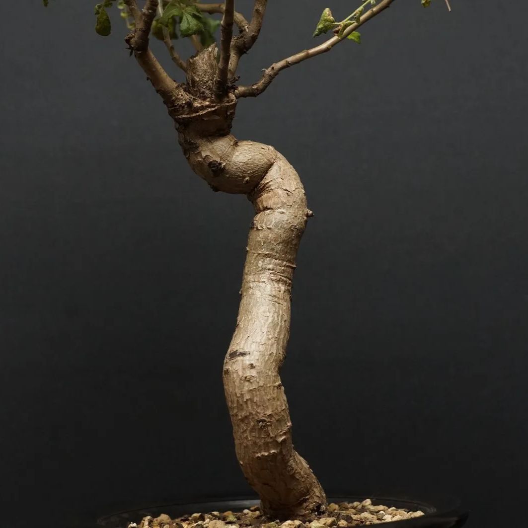 Boswellia sacra
