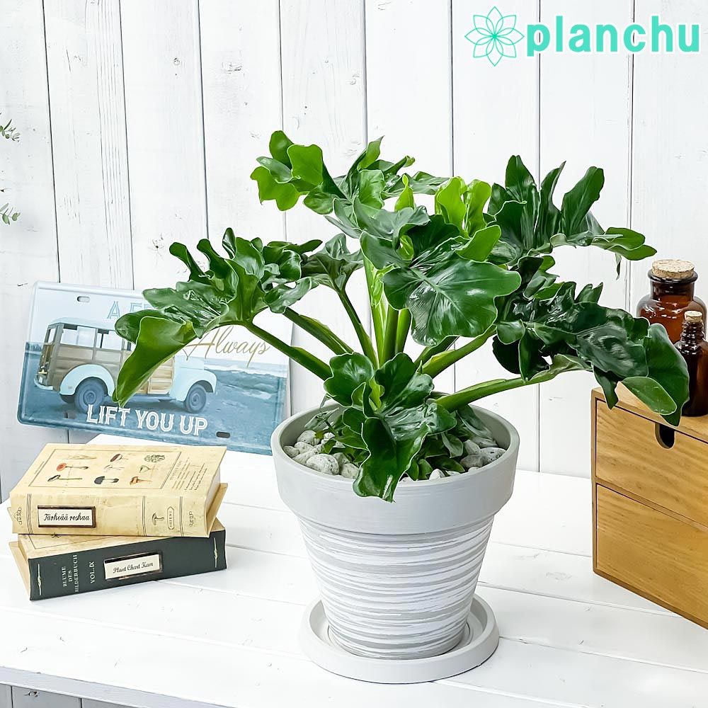 PLANCHU 観葉植物 フィロデンドロン セローム スーパーアトム 7 PLANCHU 観葉植物 フィロデンドロン セローム スーパーアトム 7