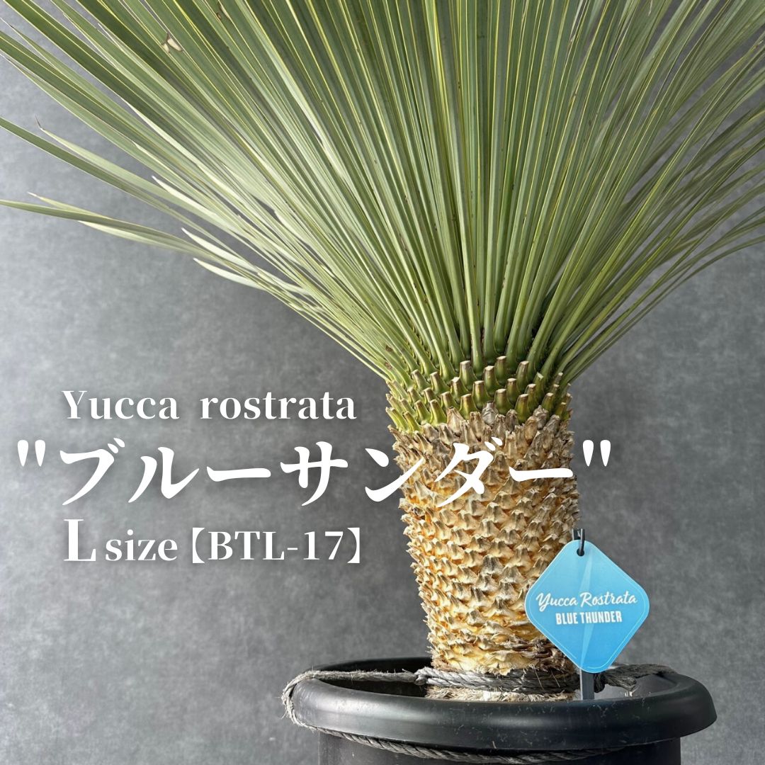 越冬済みまとめ買OK 柱サボテン 鬼面角 5頭発根 ロストラータ