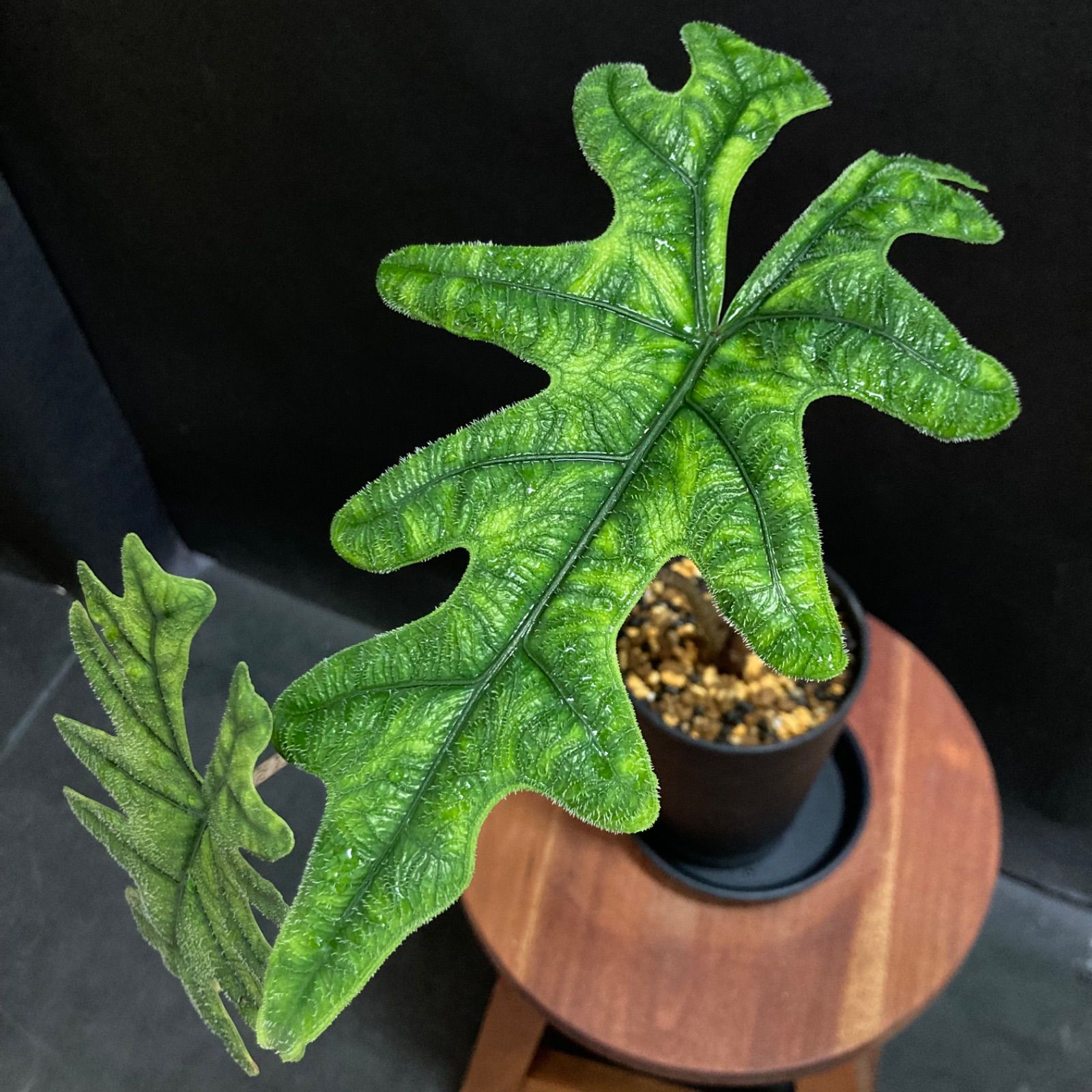 希少種❗️】 アロカシア ジャクリン #1 / 観葉植物 - メルカリ