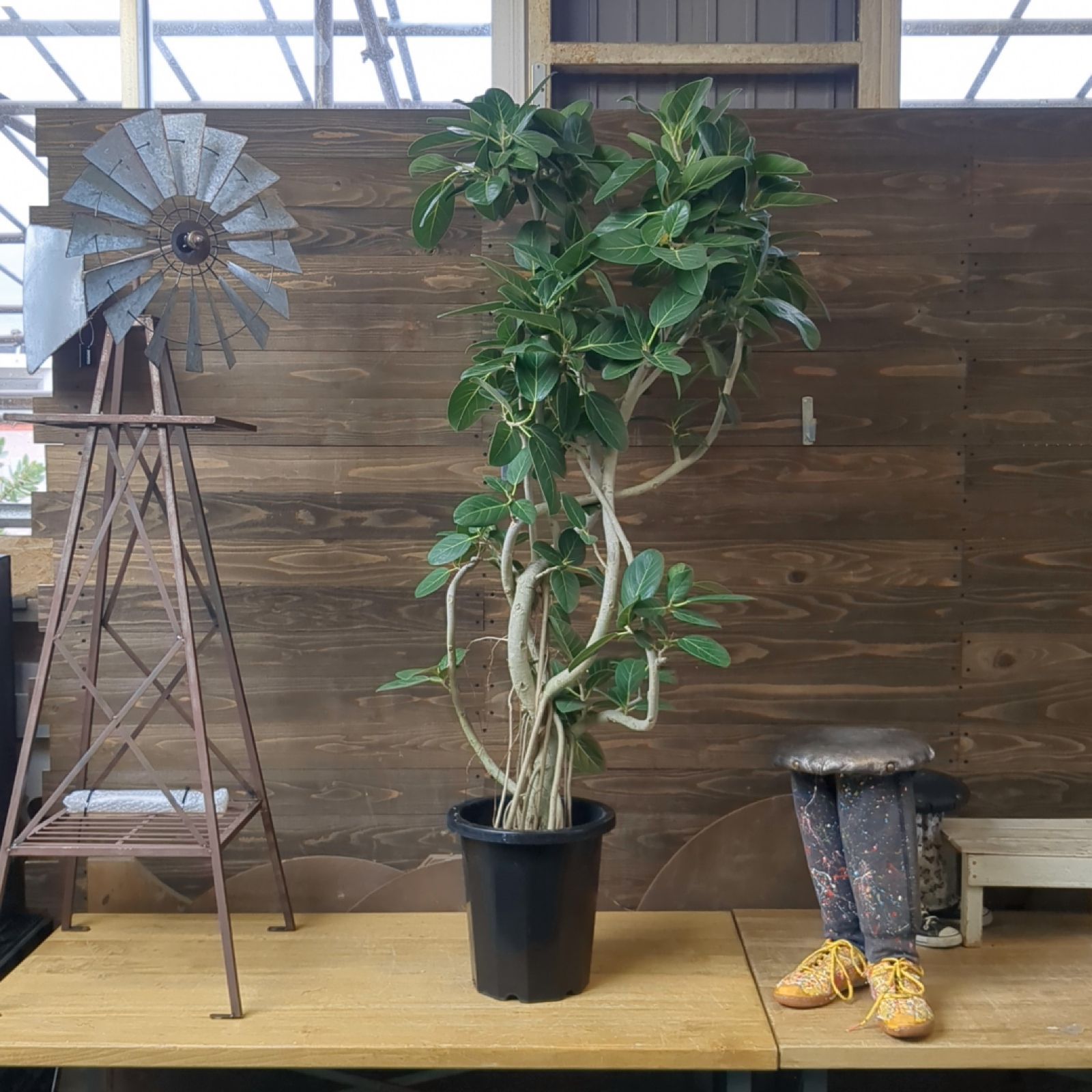 ゴリ アクアテラリウム 苔テラリウム ヤンバルの森風 IKUITさんの苔