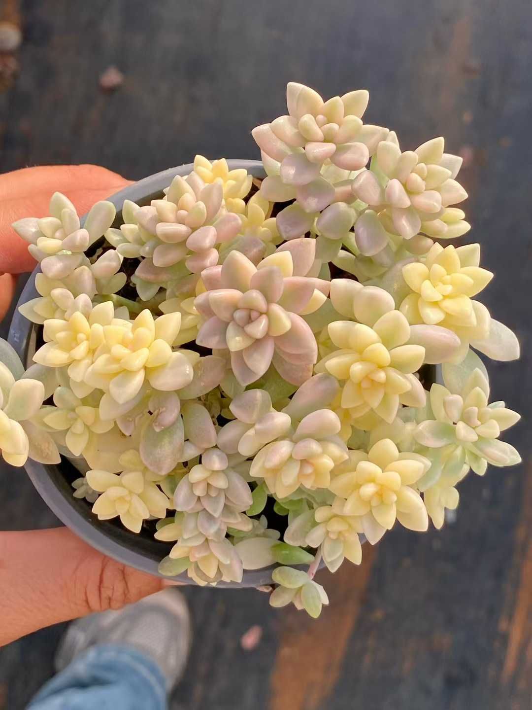 姫秀麗【抜き苗】多肉植物 姫秋麗抜き苗 多肉 姫秋麗カット苗