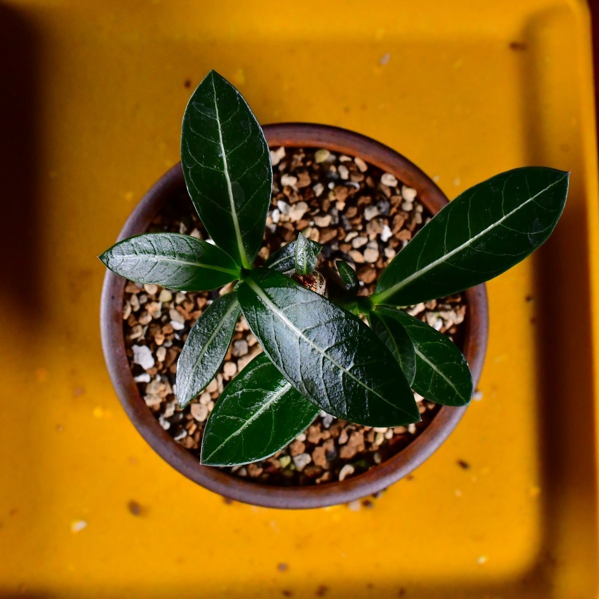 3U3 実生 アデニウム・アラビカム エイリアン Adenium arabicum Alien 3U3 実生 アデニウム・アラビカム エイリアン Adenium arabicum Alien