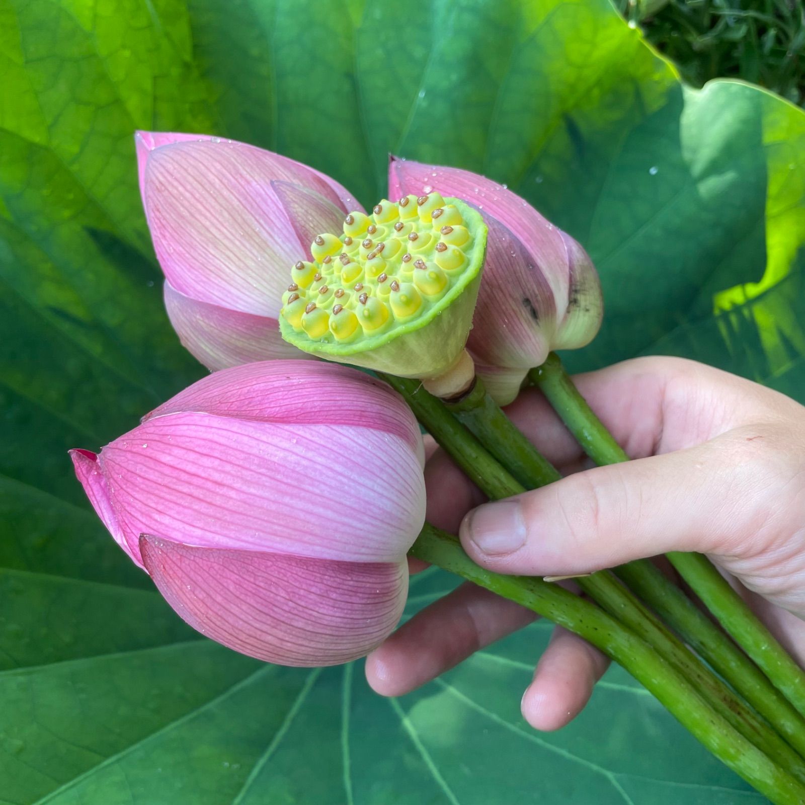 ハスの花 ベトナム式ミ二ブーケ 「誠蓮」 - メルカリ