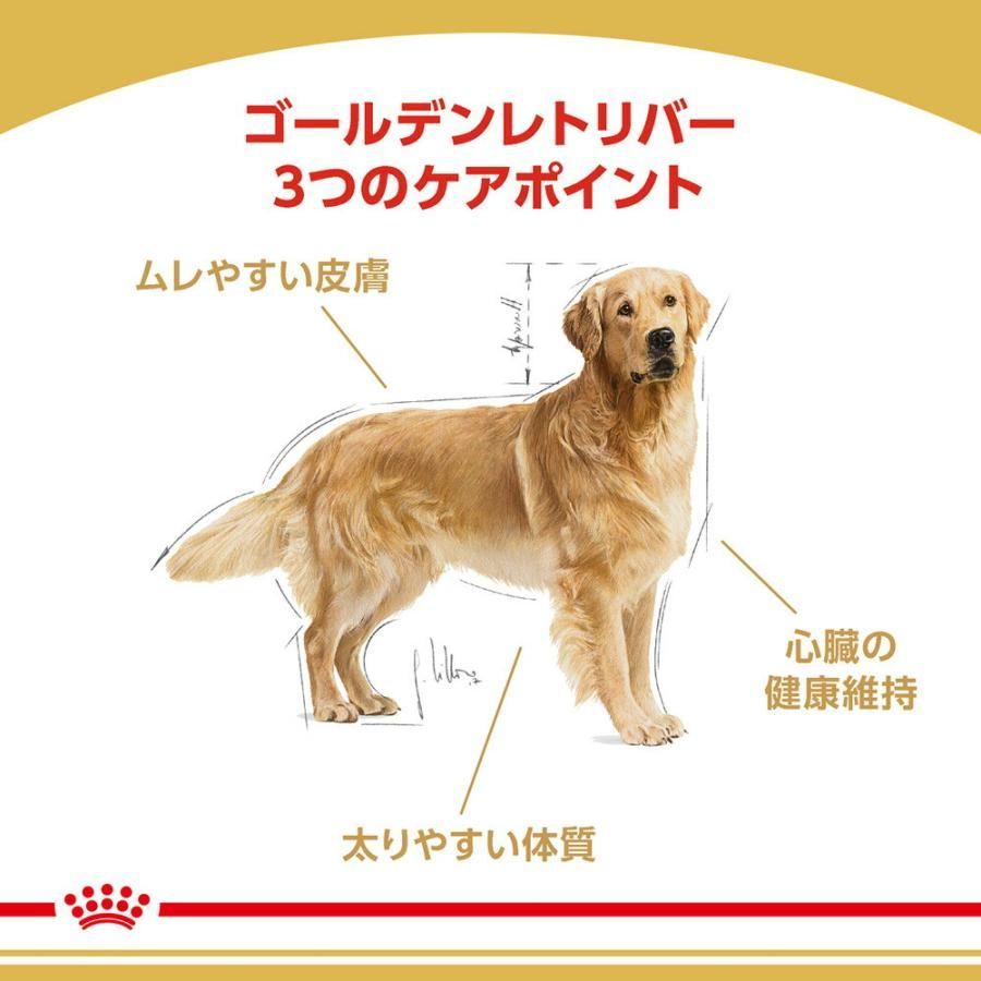 ROYAL CANIN ゴールデンレトリーバー成犬用 15ヶ月以上