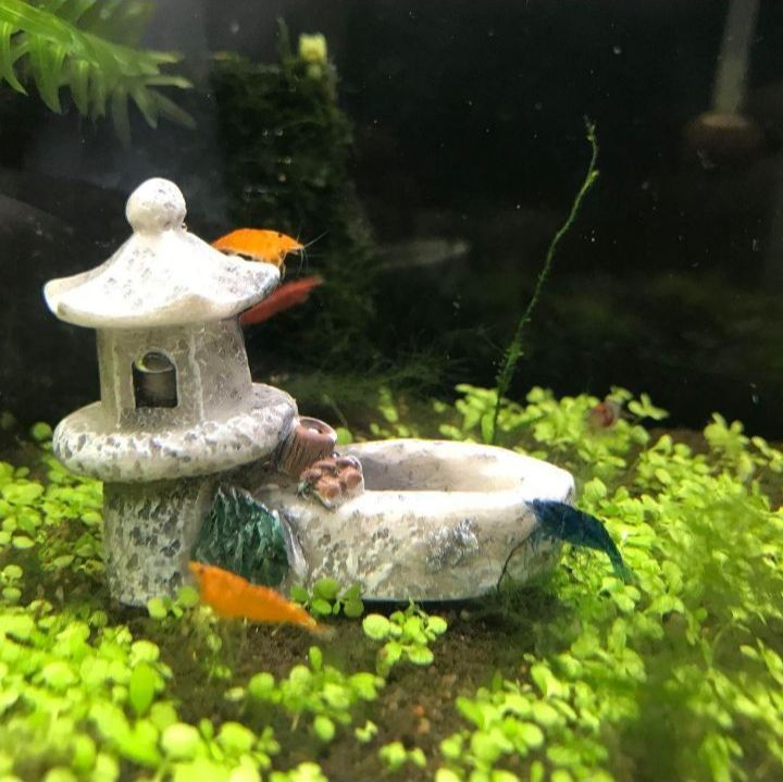 黒溶岩石 盆栽 ミニチュア庭園 アクアリウム 黒溶岩石 盆栽 ミニチュア