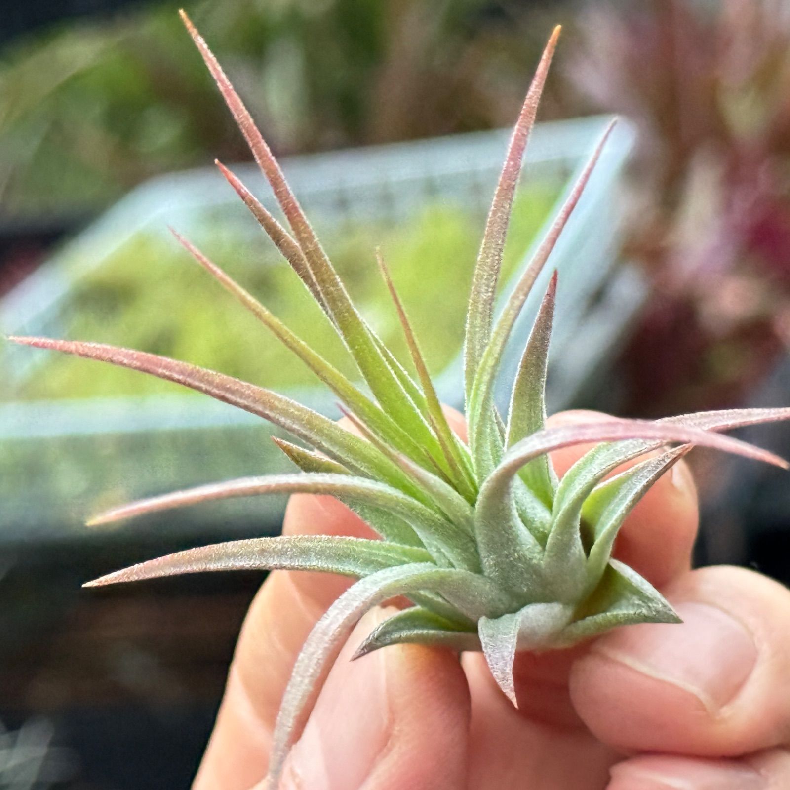 Tillandsia 'Tall Velvet' 石火 エアープランツ チランジア ／ イオナンタ トールベルベット (T.ionantha 'Tall Velvet