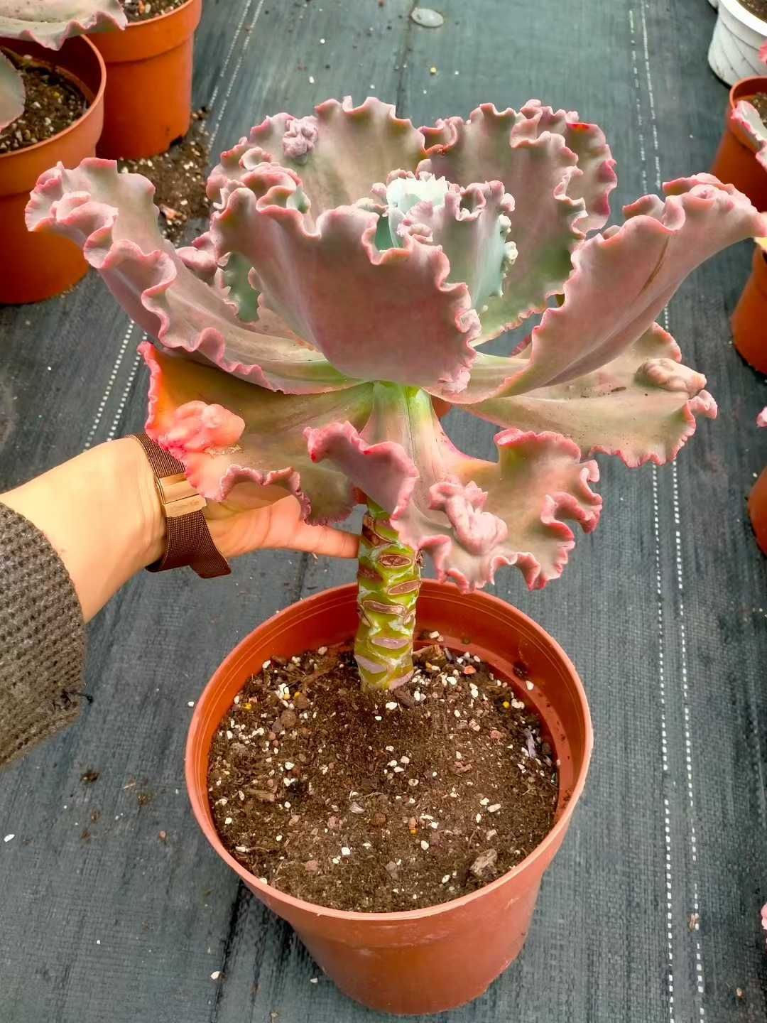 新発売 8株セット エケベリア・バロンボールド 抜き苗 多肉植物 佐川