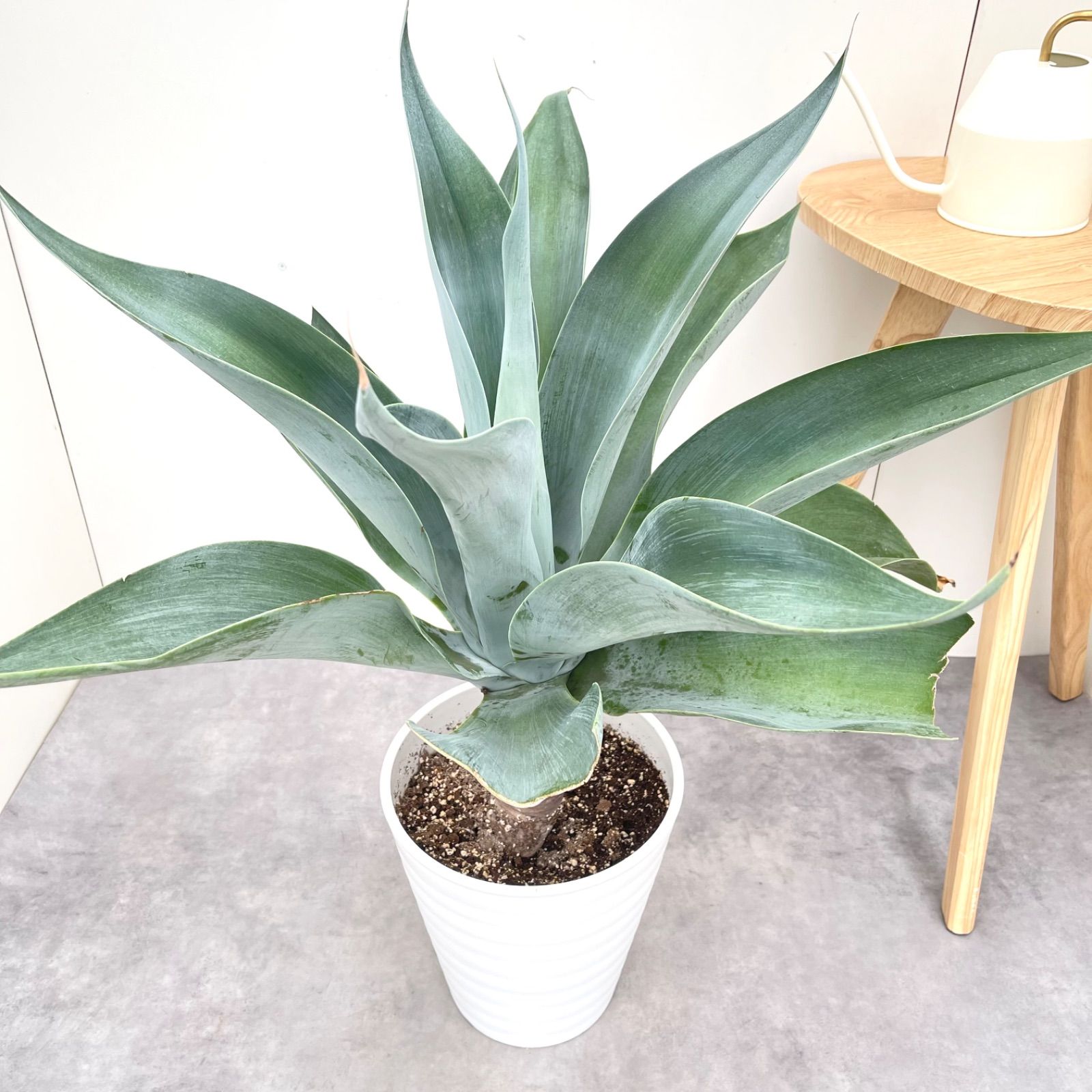 アテナータ 斑入り 2株セット 01 アガベ・アテナータ・レイオブライト