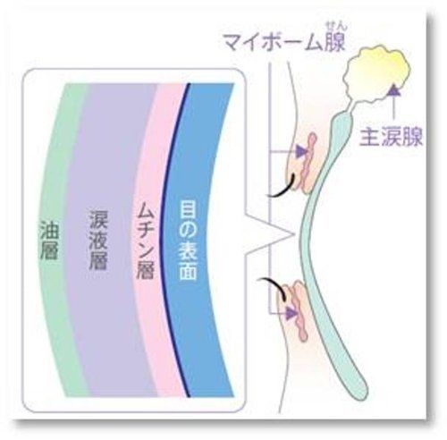 マイボーム腺 コットン