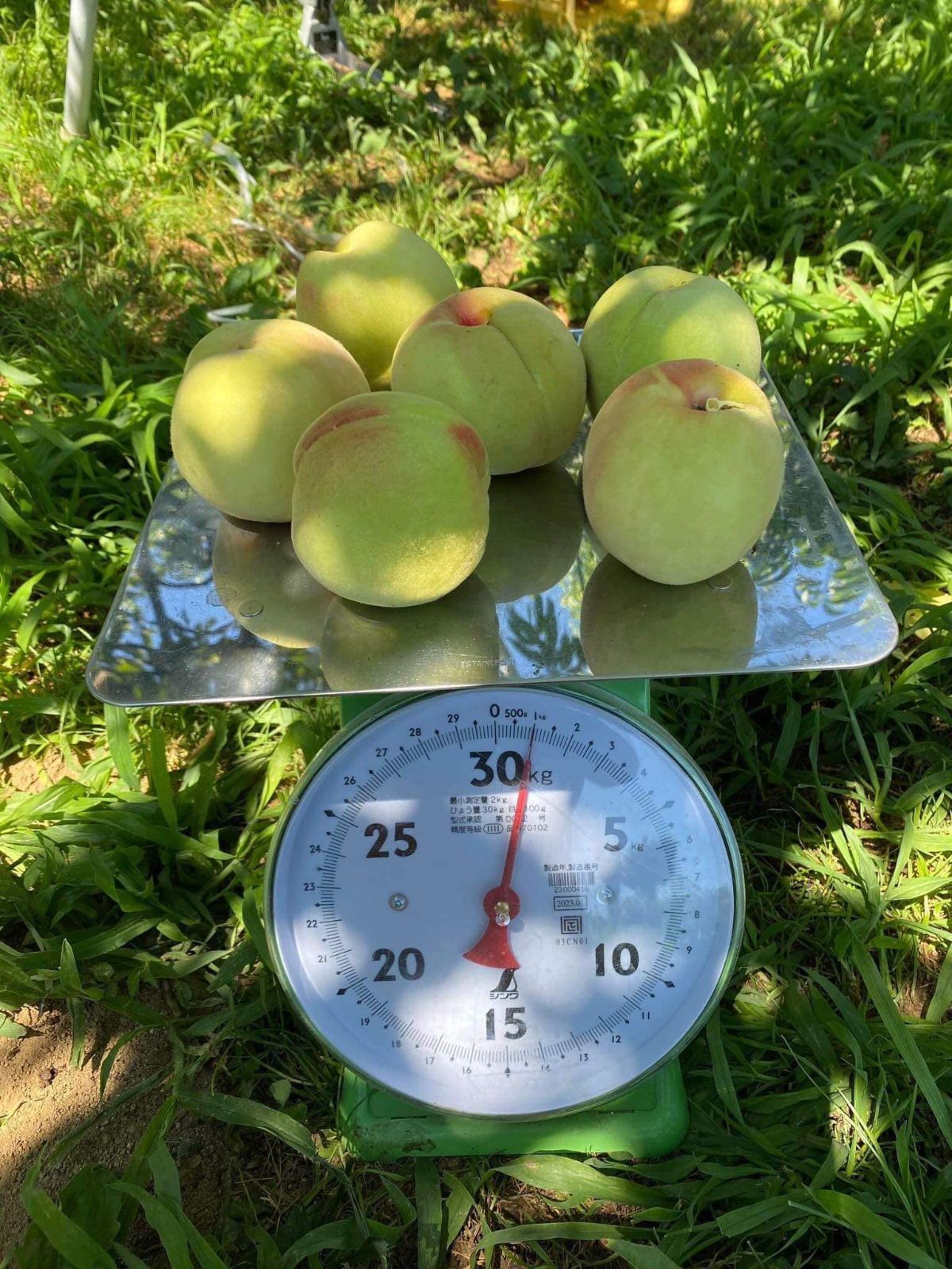 約　5kg　硬い桃　山梨県産　冷蔵便発送　đào cứng 約 5kg 硬い桃 山梨県産 冷蔵便発送 đào cứng - メルカリ