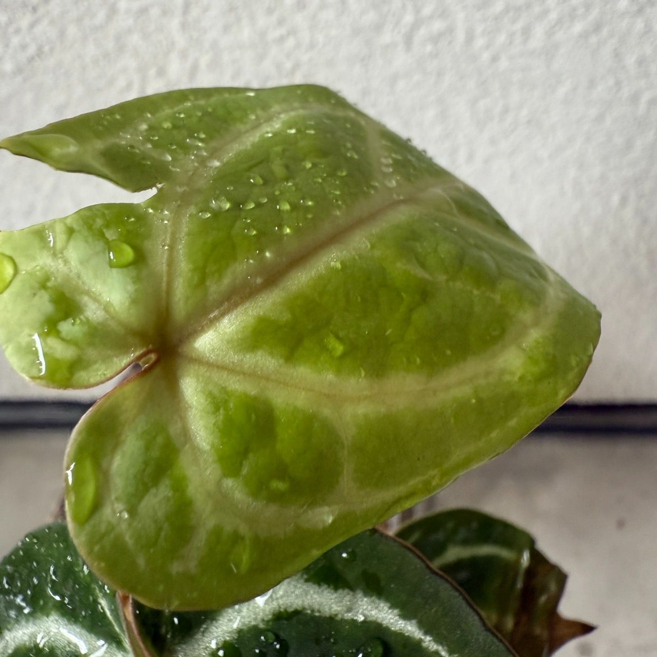 ミシェル　Michelle×レッドクリスタリナム Anthurium Red Crystallinum X ZxM – HappiestPlants