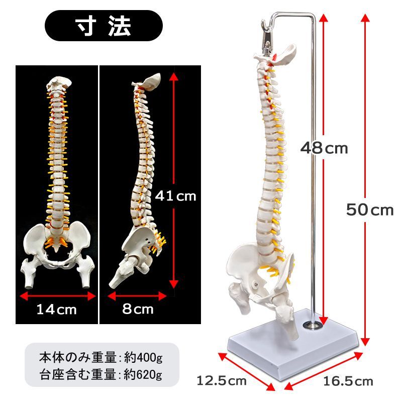 人体模型 脊椎骨盤模型 骨脊椎 せきつい 股関節あり 45cm 1/2サイズ 