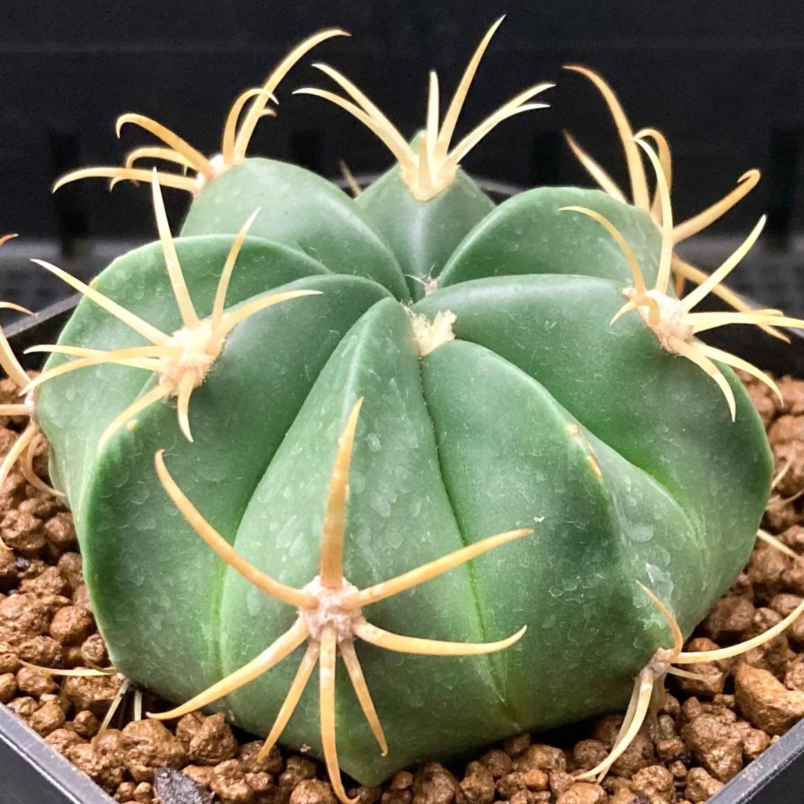 多肉植物 サボテン フェロカクタス 天城 - メルカリ