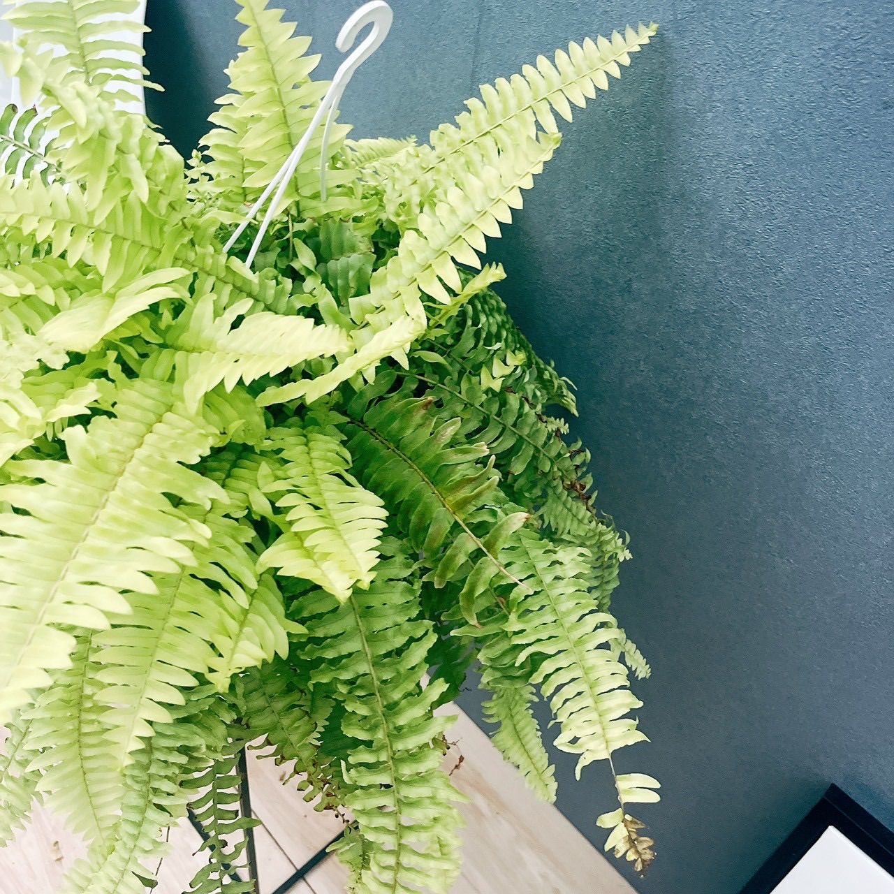 在庫］ネフロレピス ハッピーゴールデン 5号 観葉植物 室内 ハンギング