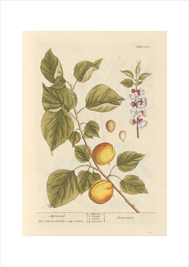 世界の名画 100年前 アートポスター ボタニカル 植物 果物 ハーブ ヴォイニッチ手稿 絵画 おしゃれ レトロ ポップ インテリア フレームなし （A3サイズ）（ポスターのみ）