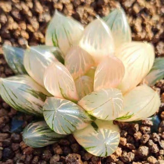 21AAA ハオルチア　多肉植物　赤い鳥糊斑　自家繁殖 27d ハオルチア 多肉植物 実生オブツーサ錦糊斑 自家繁殖 （64L