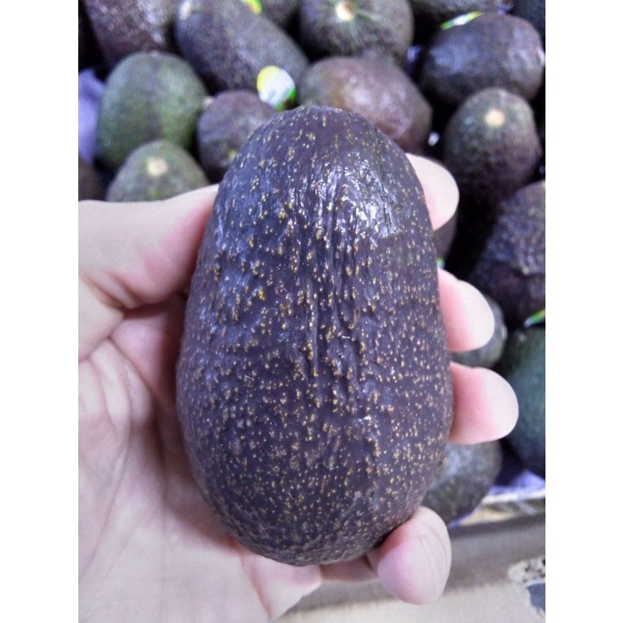 アボカド　メス20匹 ペルー産 ”アボカド” 20玉 1玉120グラム前後 avocado 美容 健康