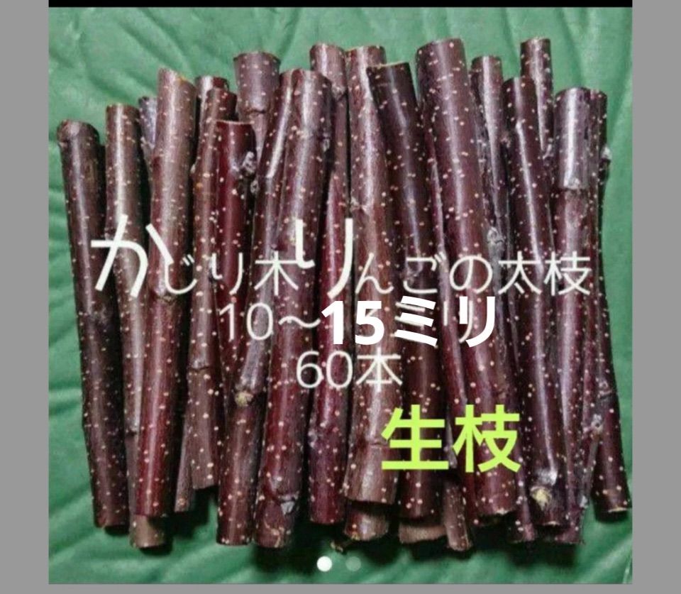 かじり木　りんごの木　太め60本 かじり木りんごの木 訳あり60本 - メルカリ