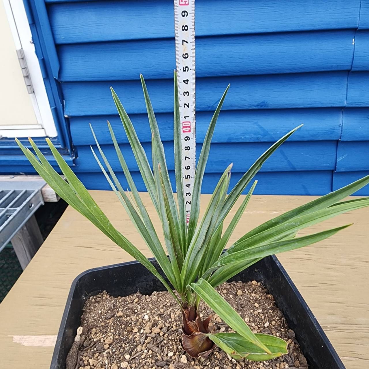 【kou】【現品】チャメロプス・フミリス　7号　黒鉢 (2) kou】【現品】チャメロプス・フミリス 7号 黒鉢 (2) kou】【現品