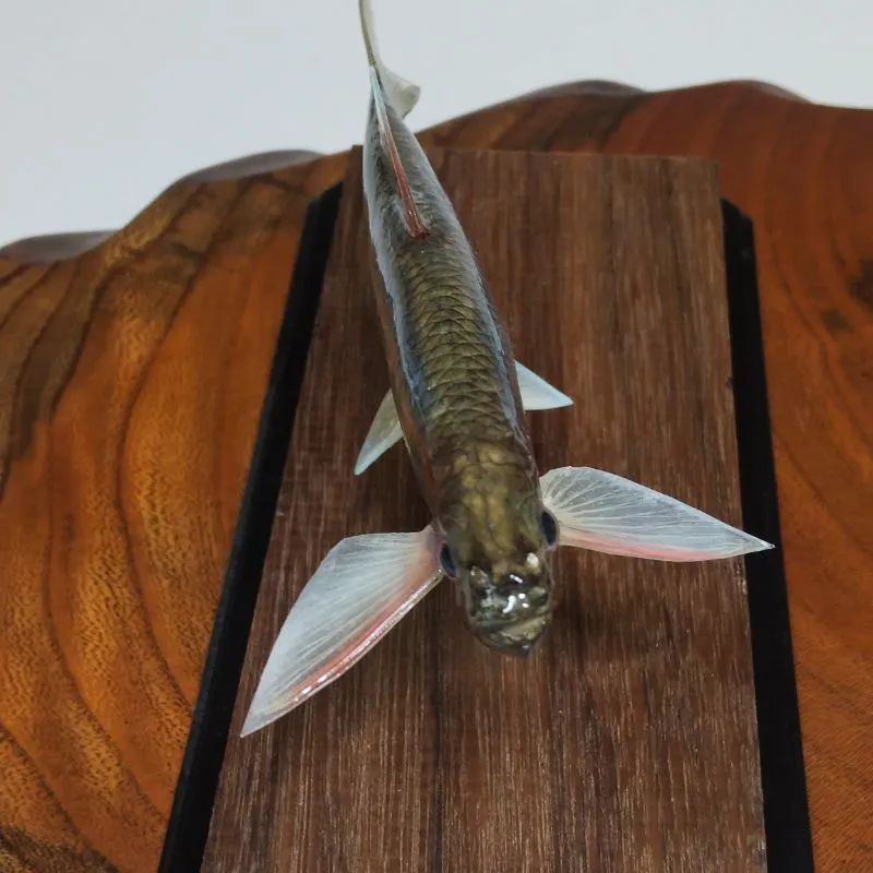 オイカワ雄の剥製 - メルカリ