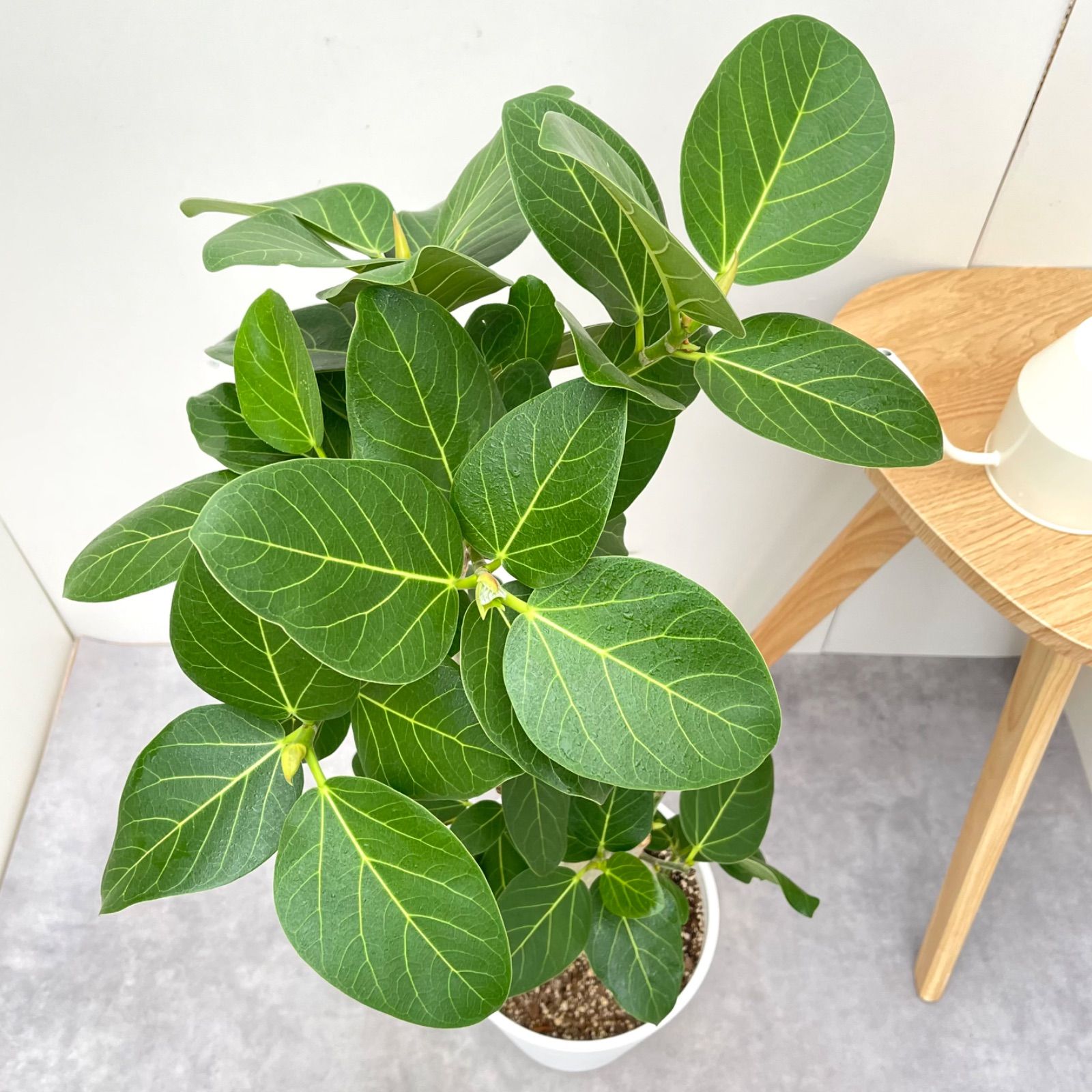 フィカス ベンガレンシス 曲がり 11【現品】観葉植物 大型 室内