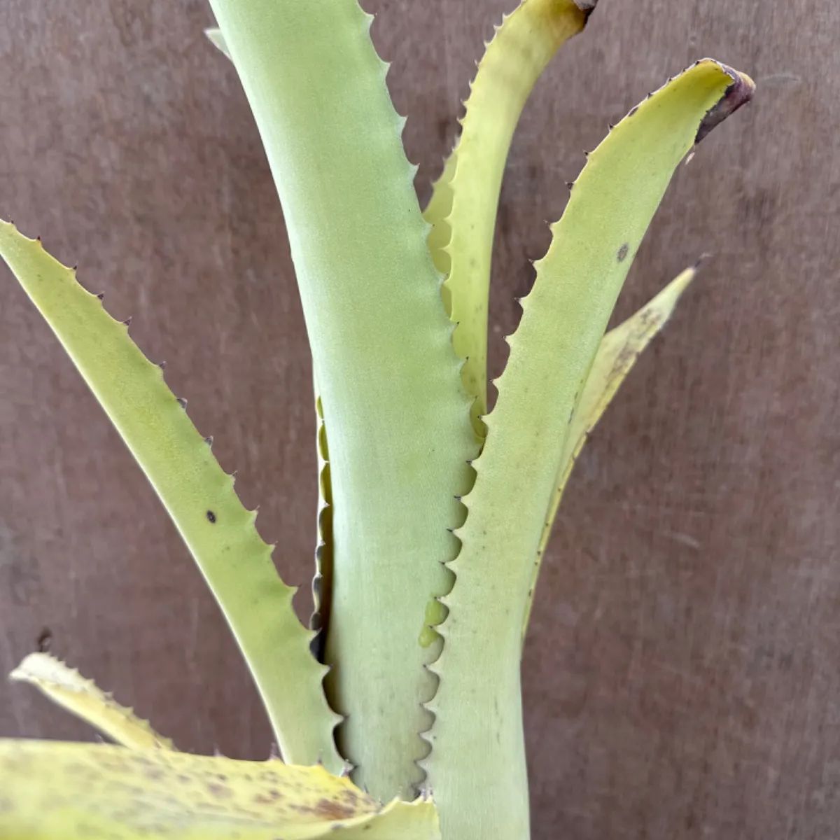 エクメア トカンチーナ トカンティーナ Aechmea tocantina エクメア