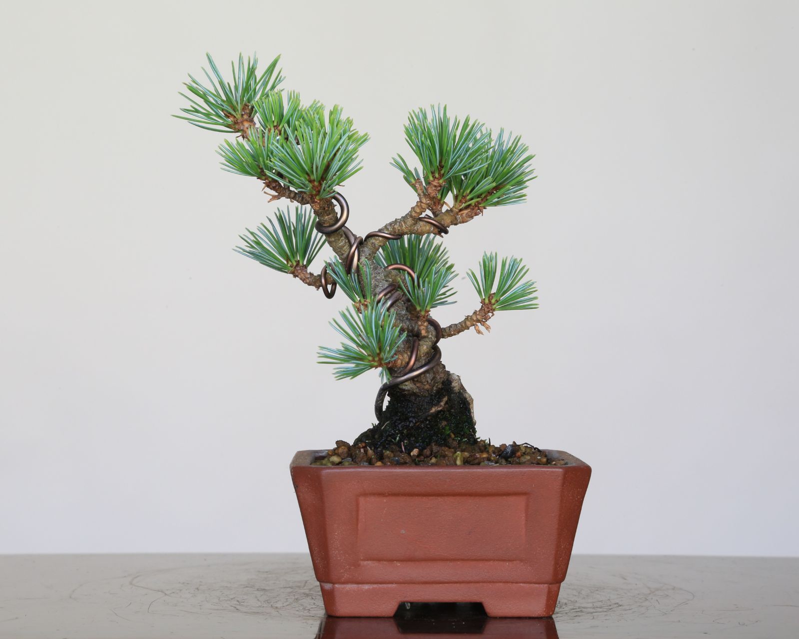 八房五葉松(福娘) 八房五葉松 盆栽 五葉松 松 福娘？ 【公式通販】