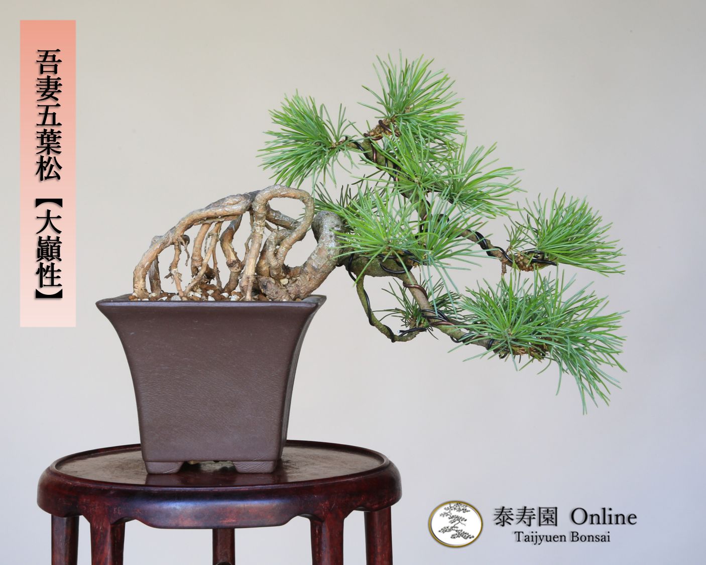 吾妻五葉松 大巓性 ダイテンショウ 実生 根上り懸崖づくり 小品盆栽 泰寿園 Online 現品 盆栽 松柏 室内 鑑賞 趣味 卓上盆栽 盆栽鉢 グリーン 和 ギフト プレゼント 贈答品 ミニ盆栽 誕生日 母の日 父の日 敬老の日 記念日 お祝い 22