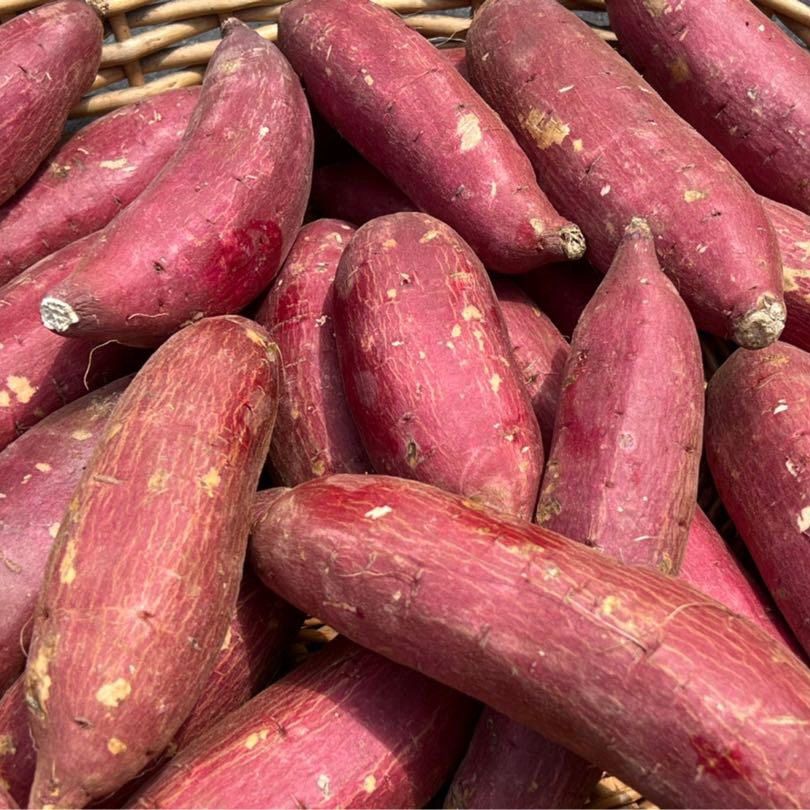 訳あり】さつまいも シルクスイート 国産 10kg 本物 シルクスイート