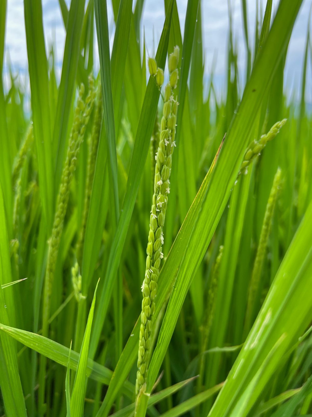 令和4年度産 自然栽培ぴかまる 2kg (bbs専用)-6
