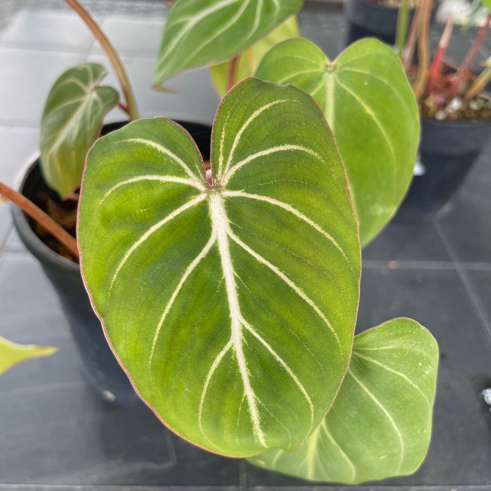 【希少2株入り】　フィロデンドロン　グロリオーサム　ゼブラ　Philodendron Gloriosum zebura