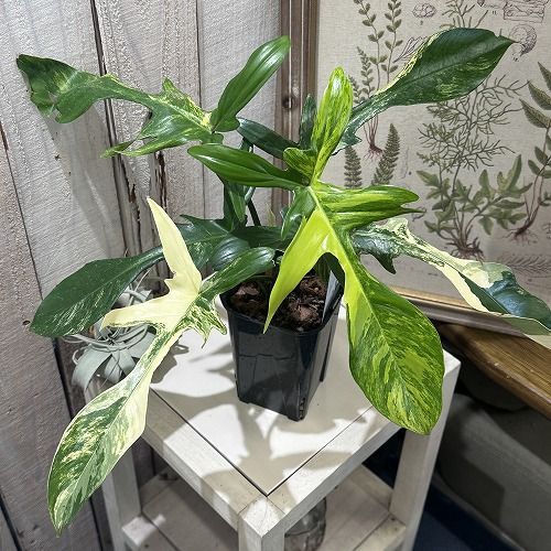 フィロデンドロン フロリダビューティー 2.5号鉢ロング ☆1492