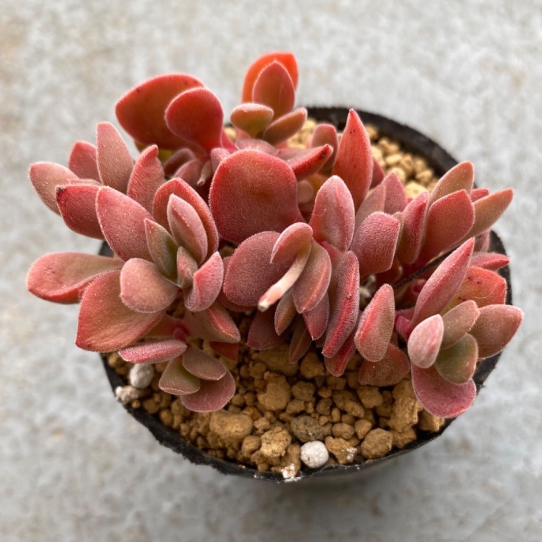 多肉植物 抜き苗 クラッスラ ワテルメイエリー - メルカリ