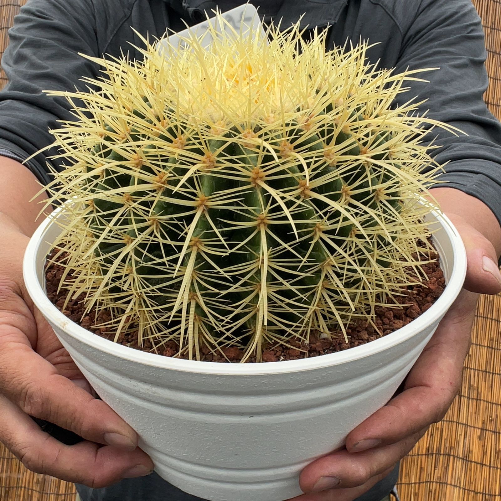 楽天市場】サボテン 金鯱（種類（植物）サボテン）（観葉植物