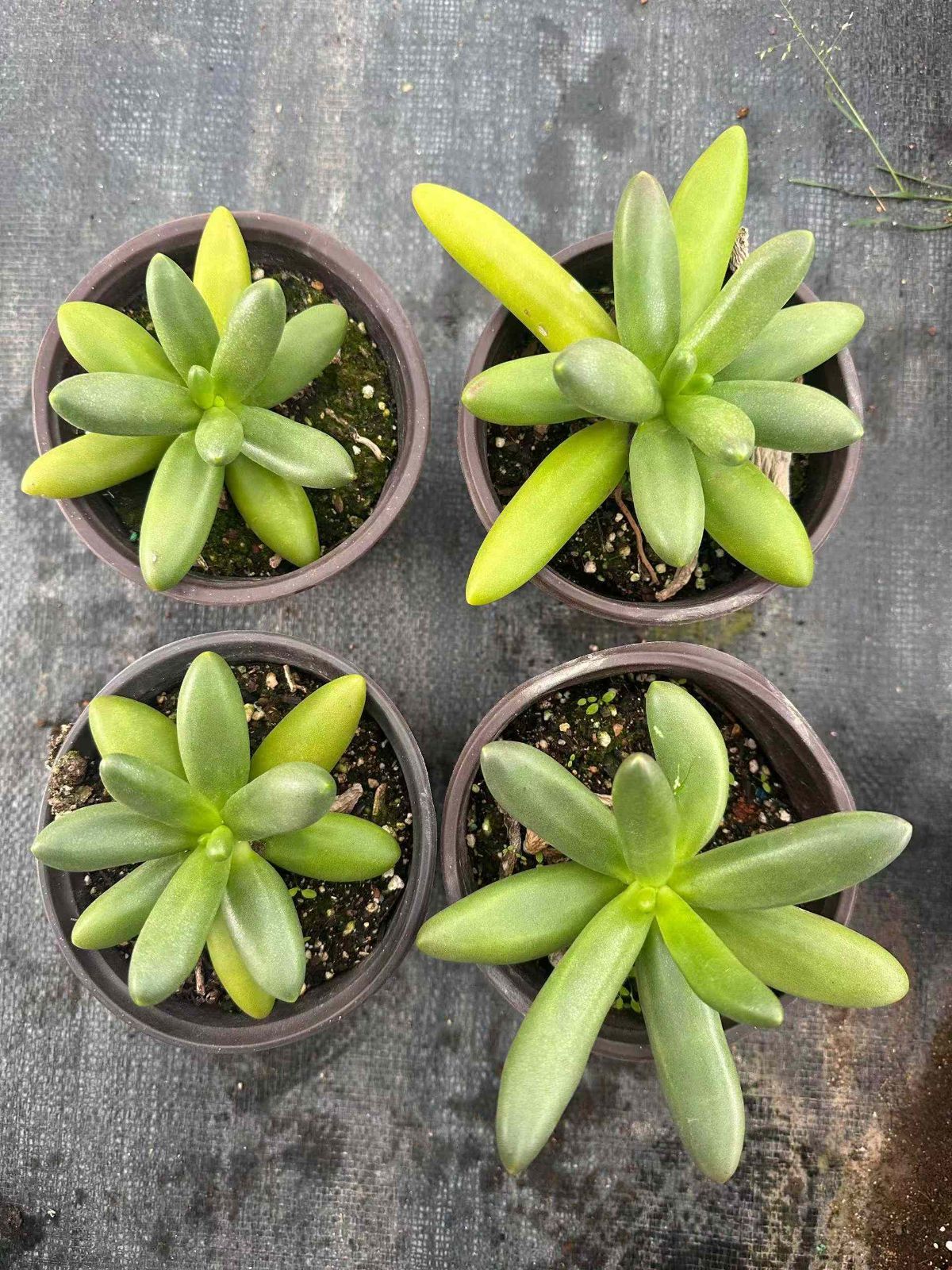 24株の抜き苗セット】サイレーナ美人 多肉植物 佐川急便発送 節約