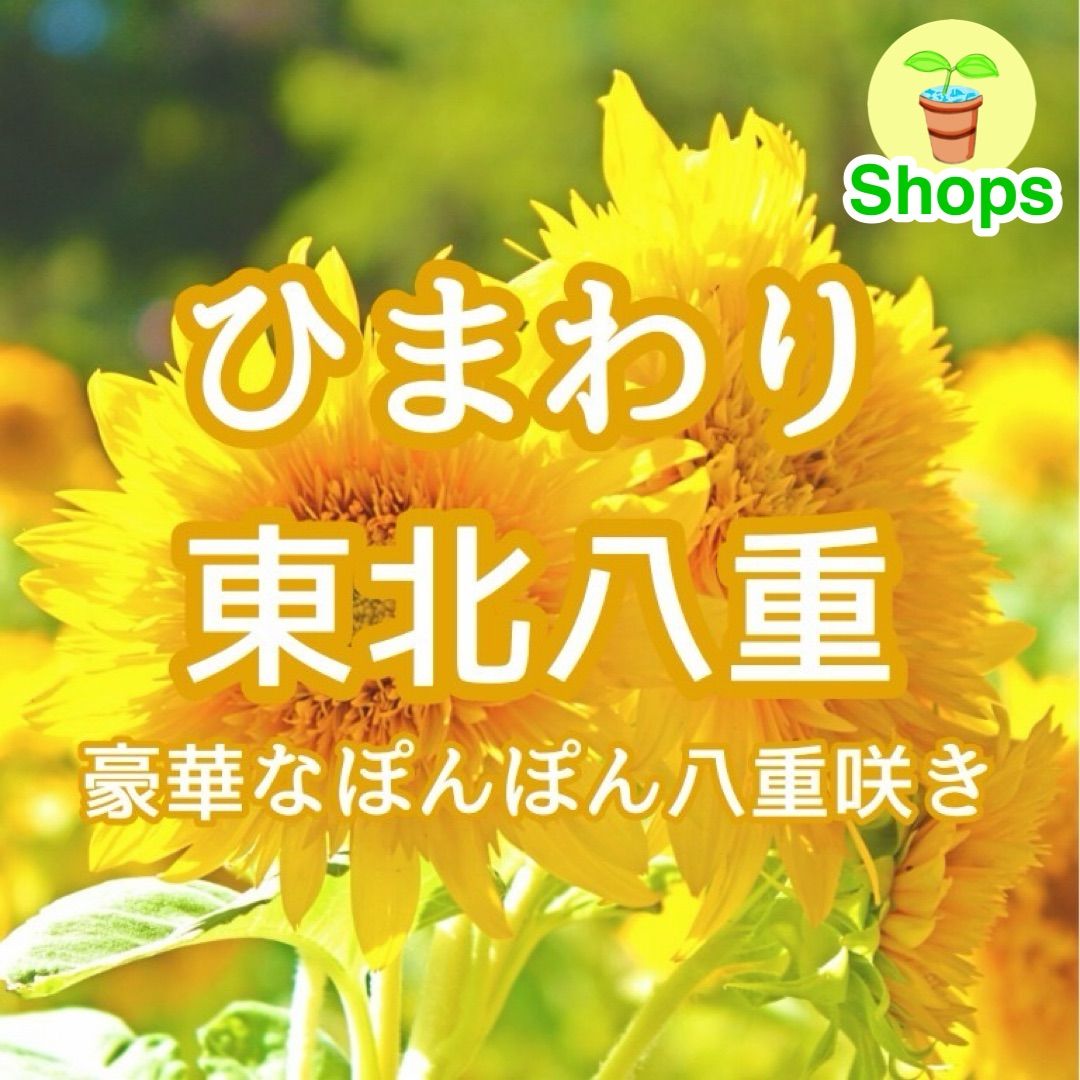 お花の種】ひまわり☆向日葵 東北八重 種子 約20粒！ - メルカリ